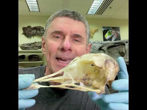 Random Act of Anatomy - ostrich cranial kinesis & eyeball size