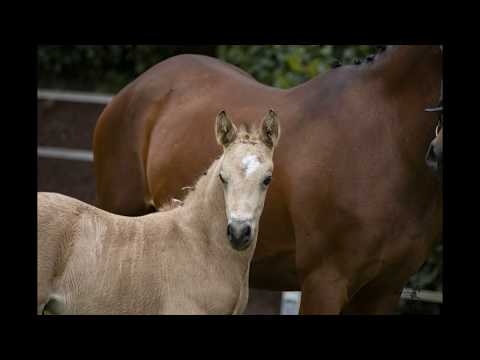 DADDY'S DATE HF v. Dating AT NRW - FS Daddy Cool