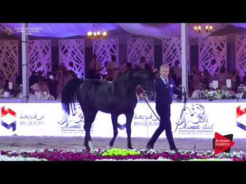 N.285 IBN JAMEELAT AL KHALEDIAH - Asharqia Classic 2018