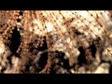 Extreme Closeup of Coral Polyps | Nautilus Live