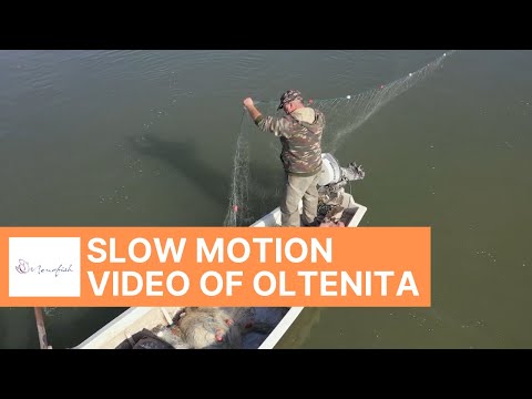 Slow motion video of Oltenita