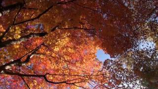 preview picture of video '紅桜公園の紅葉2011・Sapporo'