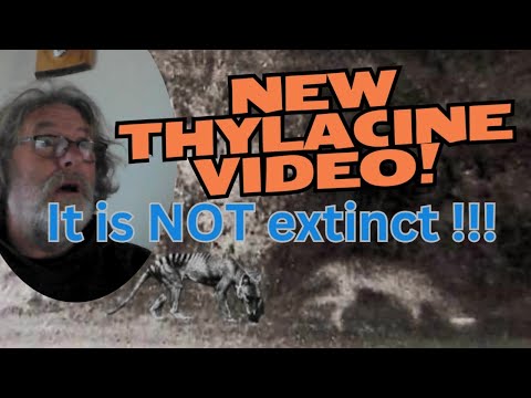 *New* Thylacine video from Western Australia, plus the top 10 videos of Thylacine's EVER!!!