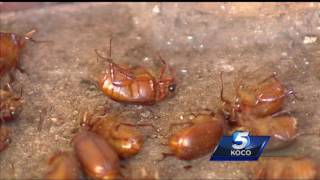 How to deal with pesky June bug invasion