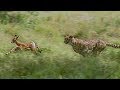 Cheetahs Prey on a Young Impala | First kill | BBC Earth