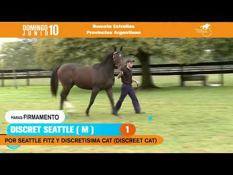 01 - DISCRET SEATTLE (m), por Seattle Fitz y Discretisima Cat por Discreet Cat - Haras Firmamento