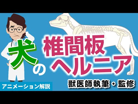 犬の臍ヘルニア:原因、症状、治療法