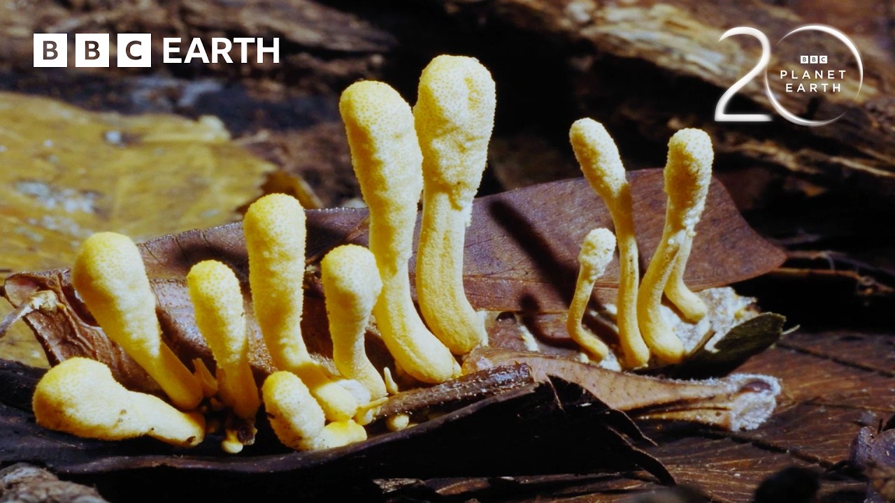 Parasitic Cordyceps Take Over Insect's Body | 20 Years of Planet Earth | BBC Earth