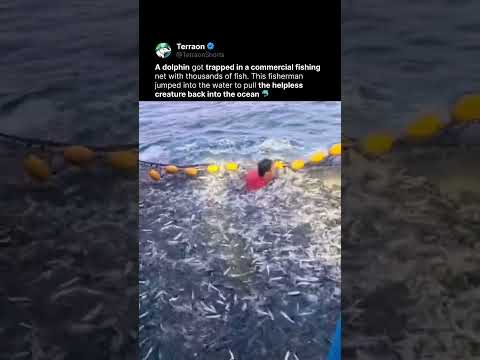 This Fisherman Saved a Trapped Dolphin 🐬