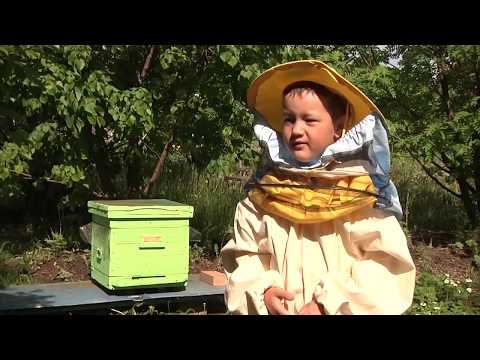 РЕБЕНОК-ПЧЕЛОВОД ХОЧЕТ ЗАРАБОТАТЬ МИЛЛИОН