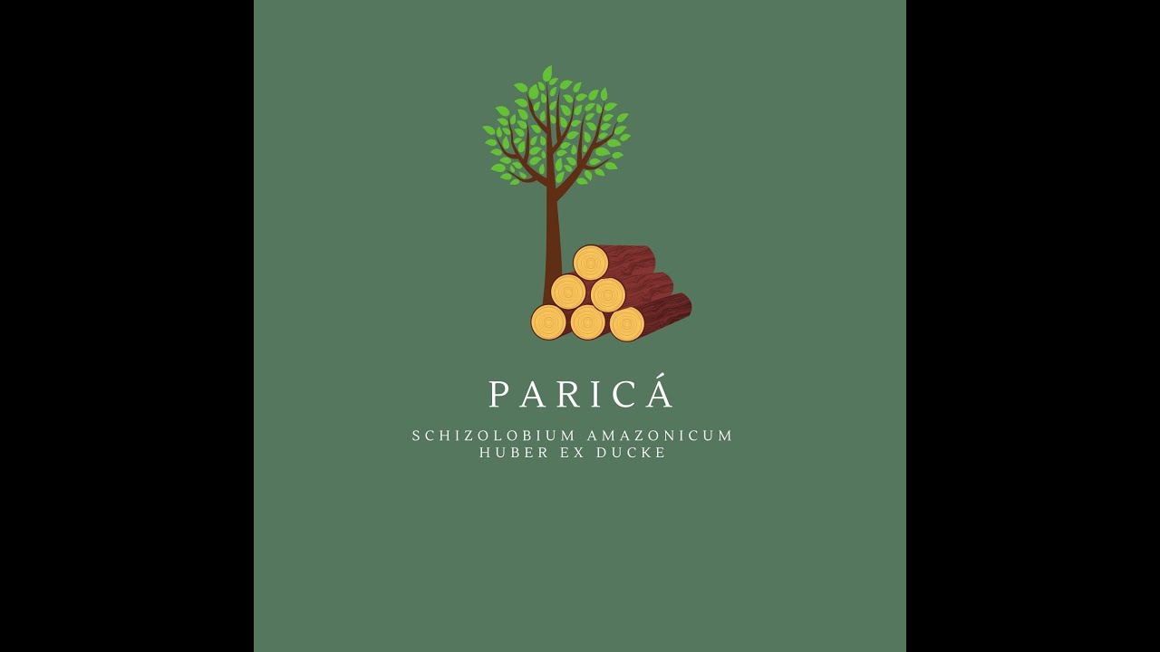 Madeira: Exploração; Mercado e Características na cultura do Paricá!