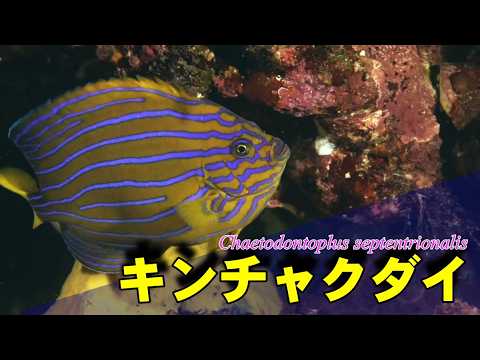 キンチャクダイの水中映像
