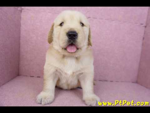 01/10黃金獵犬公幼犬1號