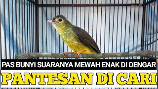 Download lagu NO WORTH LOOKING FOR THIS BIRD! WHEN IT SOUNDS, ITS VOICE IS LUXURIOUS! IT'S PLEASANT TO LISTEN TO mp3 Download lagu NO WORTH LOOKING FOR THIS BIRD! WHEN IT SOUNDS, ITS VOICE IS LUXURIOUS! IT'S PLEASANT TO LISTEN TO mp3