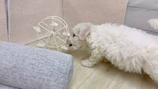 ビションフリーゼの動画01