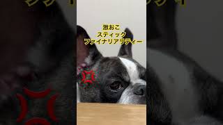 僕は怒ってるんだよ！#shorts #animals #frenchie