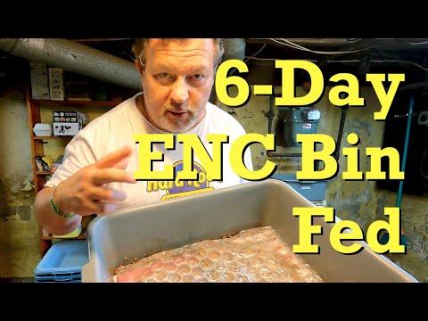1st feeding of newest ENC system since releasing the worms - vermicomposting