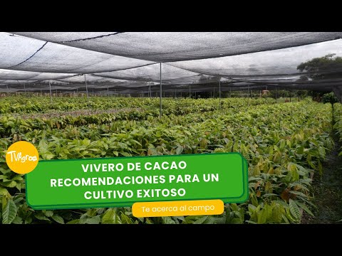 Cocoa Nursery: Recommendations for Successful Cultivation - TvAgro by Juan Gonzalo Angel Restrepo