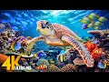 Ocean 4K - Sea Animals for Relaxation, Beautiful Coral Reef Fish in Aquarium (4K Video Ultra HD) #80
