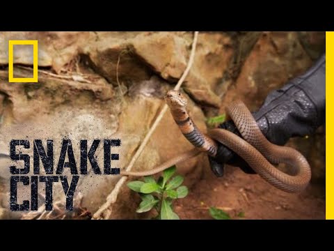 Simon and the Spitting Cobra | Snake City