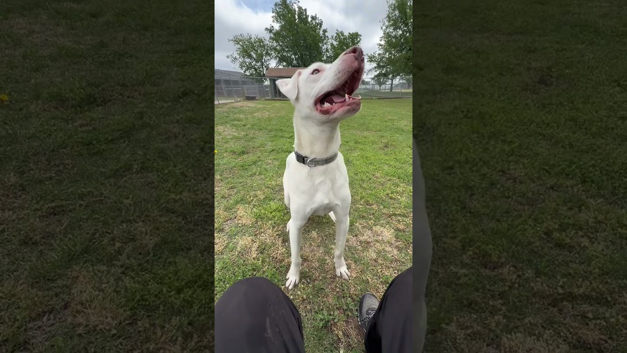 Casper, a Adoptable Mixed Breed in Ponca City, OK video 6/6