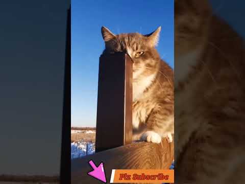 Video No.95   #shorts #Adeel #collection