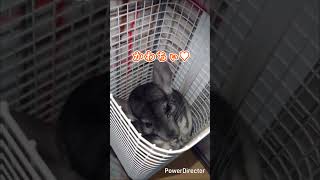 初めてのスイカPart2#チンチラ#スイカ#おやつ#かわいい#癒し#動物