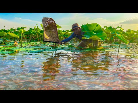 Catching Wild Betta Fish And Betta Fish In Lotus Lake, Unbelievable Catching (Episode 27)