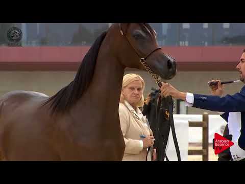 N.4 YAMILA OC - 2017 SPANISH NATIONALS - Yearling Fillies (Class 1A)