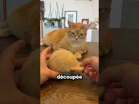 La casquette faite avec les poils du chat 🐱