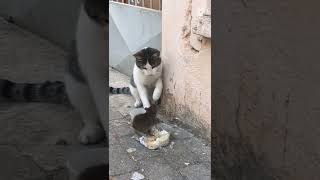 Unbelievable that Mouse🐀😲😂😂 ! #Aninal fight