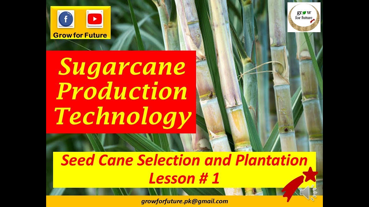 Sugarcane module. Seed cane selection and plantation Chapter No. 3 Part No. 1