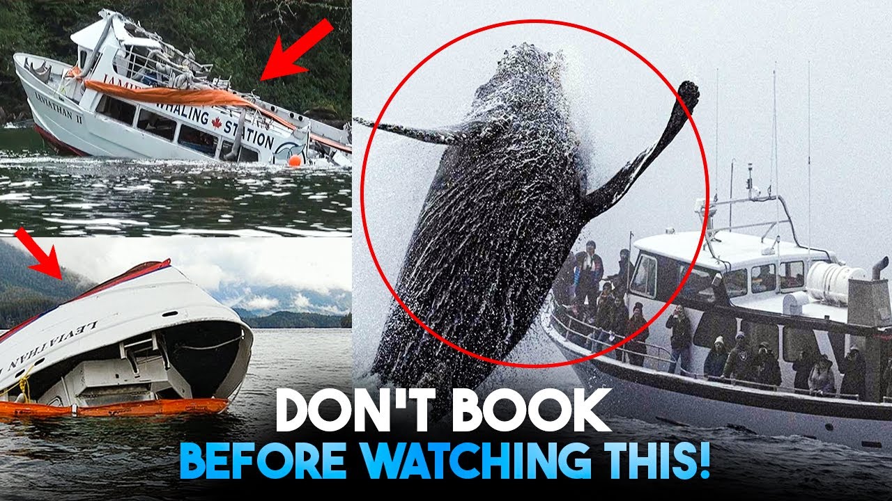 Ever Wondered How to Whale Watch Without Being ‘That’ Tourist? Here’s Your Ultimate Safety Guide! 🐋