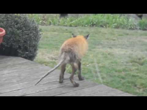 My poor fox has the mange!