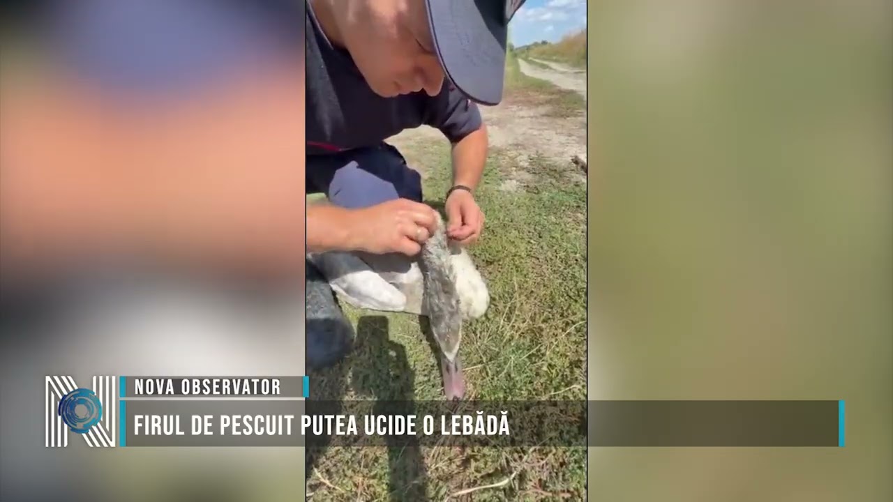 Firul de pescuit putea ucide o lebădă