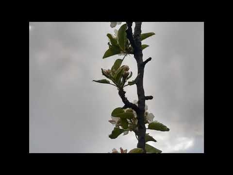 Frumusețea naturii, Bogdana, Sălaj