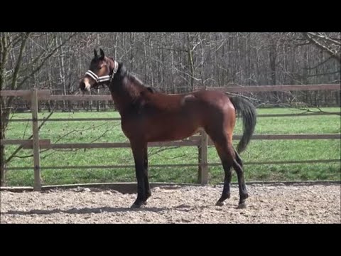 *2019 Hengst von Canoso SOLD!!!