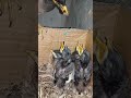 Sweet Moments With Myna Bird Babies P 16 Shorts Shortsvideo Trendingshorts Short