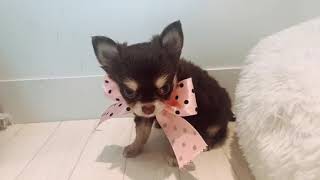 チワワ(ロング)の動画01