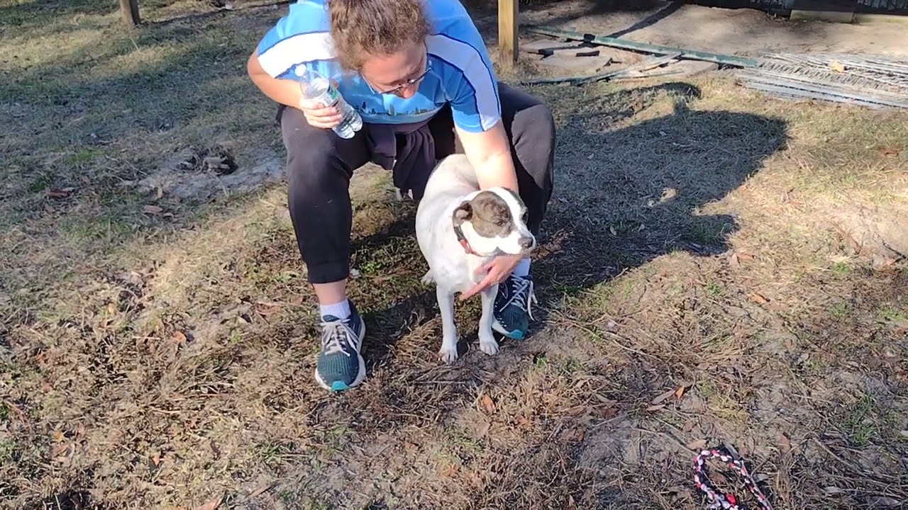 Rosie, a ADOPTABLE mixed breed in Camden, SC video 6/6