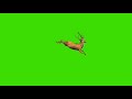 Deer Run Jump Green Screen Deer Running And Jumping Deer Jump Chroma Key Deer Run Deer