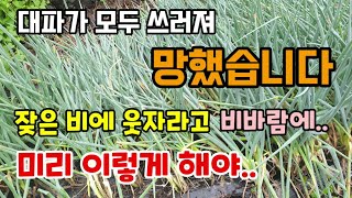 대파농사 망했습니다 잦은비에 대파가 웃자라고 태풍비바람에 쓰러지고 미리 이렇게 대파를 잘라 예방해야 여름대파…
