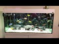 My Cichlids Tank Aqua One Brilliance 120 2