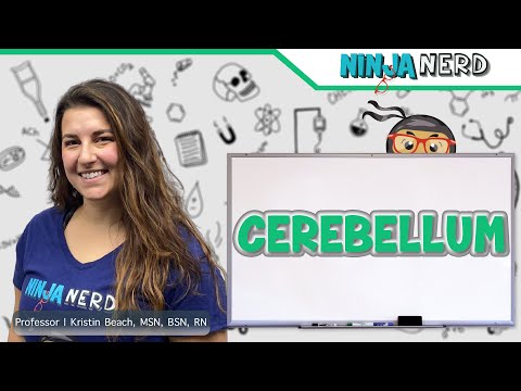 Cerebellum | Structure & Function