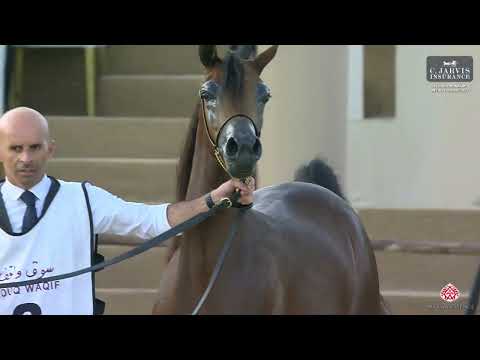 N 2 RAHAF MUDHAR   4th Souq Waqif International Arabian Horse Show 2023   Fillies 2 Years Old Class