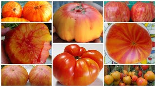 Томат Диво дивное: отзывы, описание сорта, фото, видео, отзывы ...