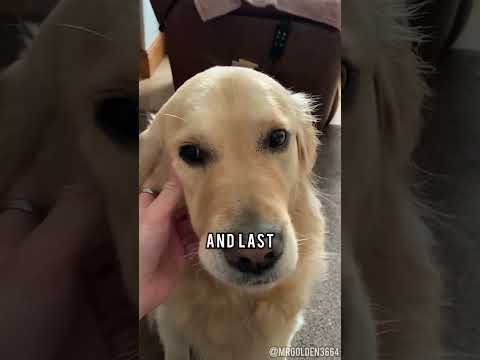 Why You SHOULD Get a Golden Retriever