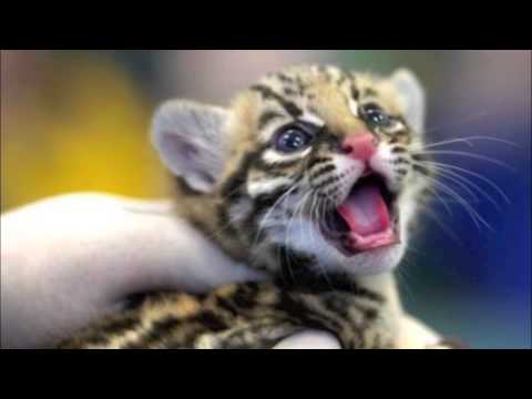 Grith   en rigtig dyreven