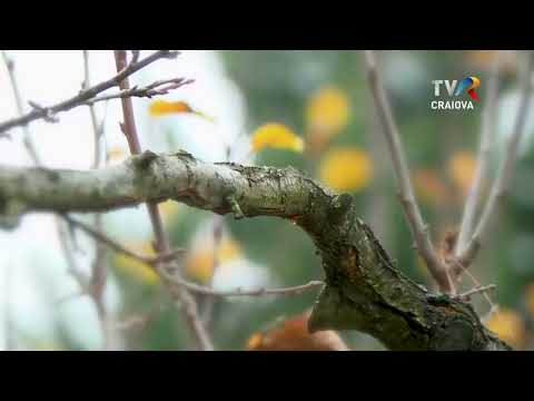 PROMO SATUL MEU CERNĂTEȘTI - BUJORENI