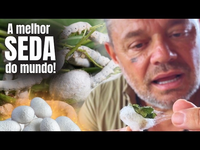 VOCÊ SABIA? O BRASIL É UM DOS MAIORES PRODUTORES DE SEDA DO MUNDO!